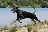 DOBERMANN 1116